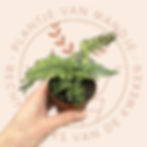 Asplenium daucifolium