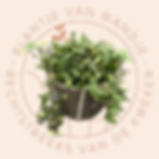 Microgramma vacciniifolia pvm achtergrond