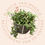 Thumbnail: Microgramma vacciniifolia pvm achtergrond