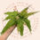Thumbnail: Bovenaanzicht Adiantum caudatum (venushaar)