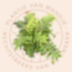 Drynaria sinica