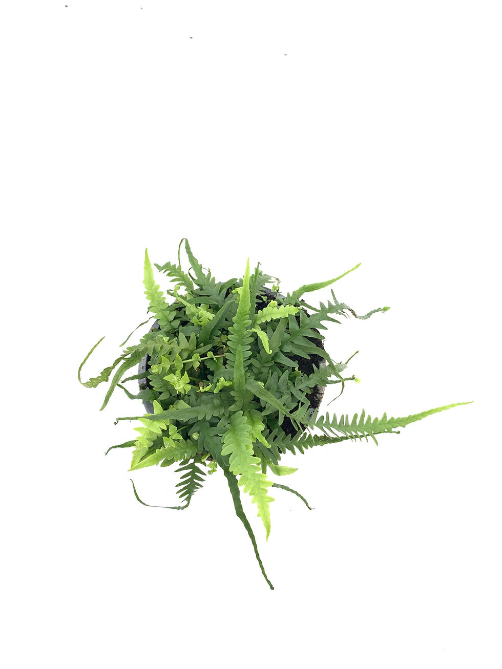 Bovenaanzicht Asplenium ebenoides