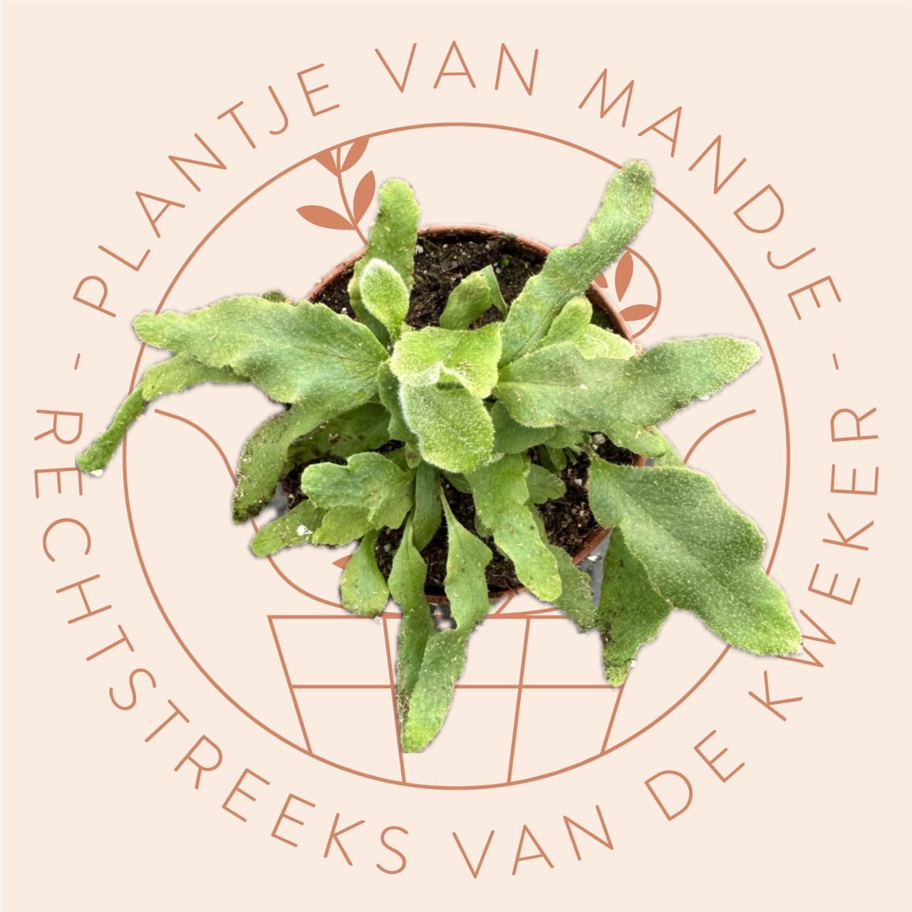 Pyrrosia lingua 'Undulata'