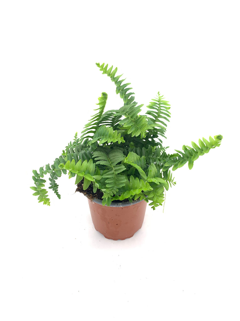 Vooraanzicht Nephrolepis obliterata 'Chester'