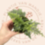 Asplenium daucifolium