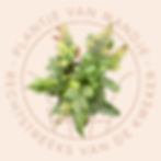 Davallia pentaphylla