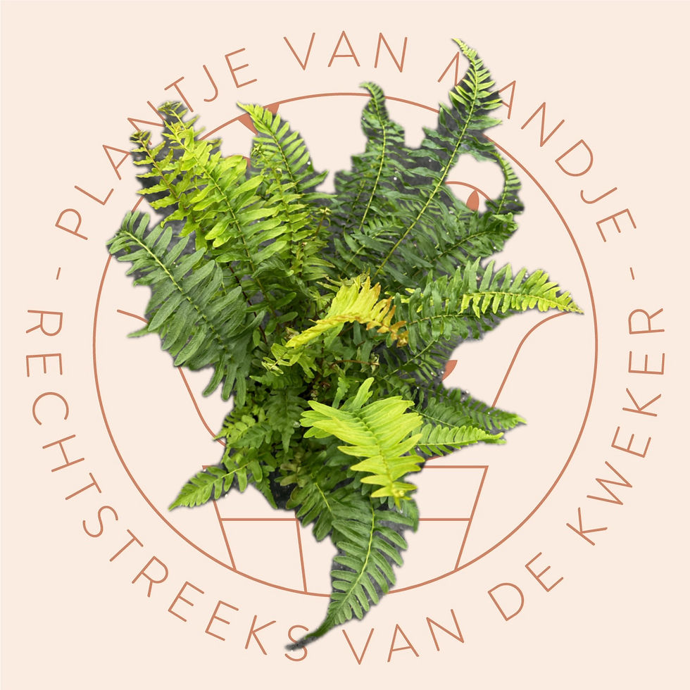 Blechnum capense