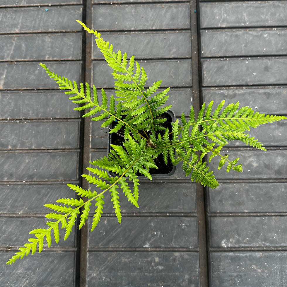 Thumbnail: Dicksonia fibrosa