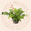 Thumbnail: Dryopteris carthusiana