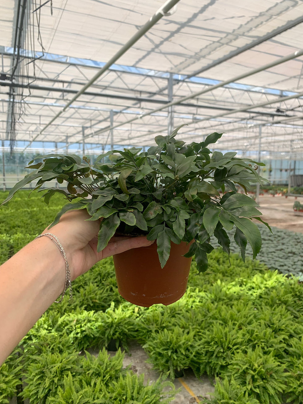 Thumbnail: Vooraanzicht Davallia pentaphylla