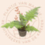 Cyathea celsa