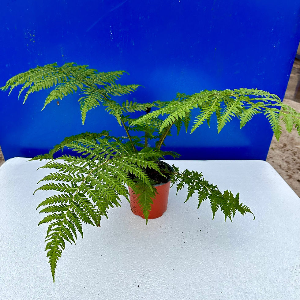 Vooraanzicht Cyathea cooperi Revolvulum