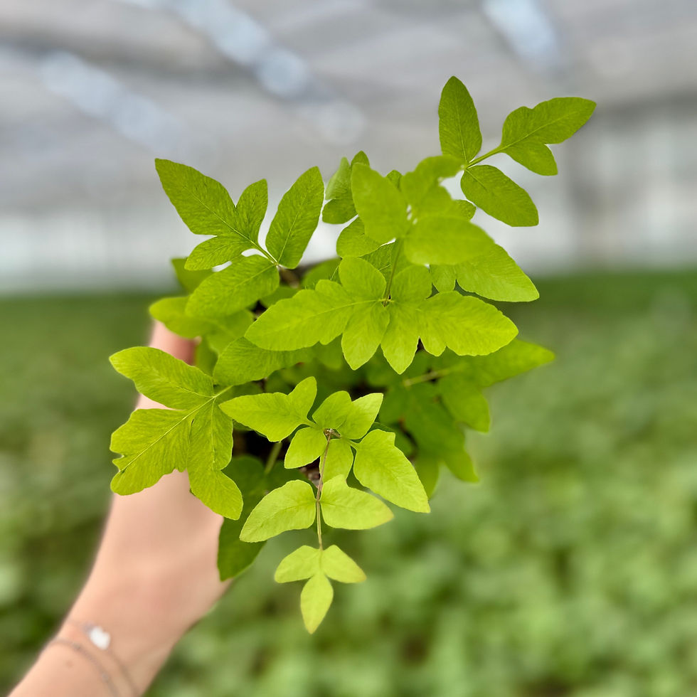 Thumbnail: Bovenaanzicht Osmunda regalis ‘Purpurascens’