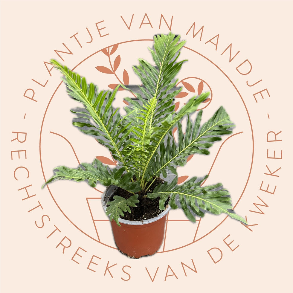 Thumbnail: Blechnum gibbum (Dwergboomvaren)