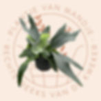 Platycerium alcicorne