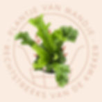 Asplenium antiquum 'Leslie' (Nestvaren)