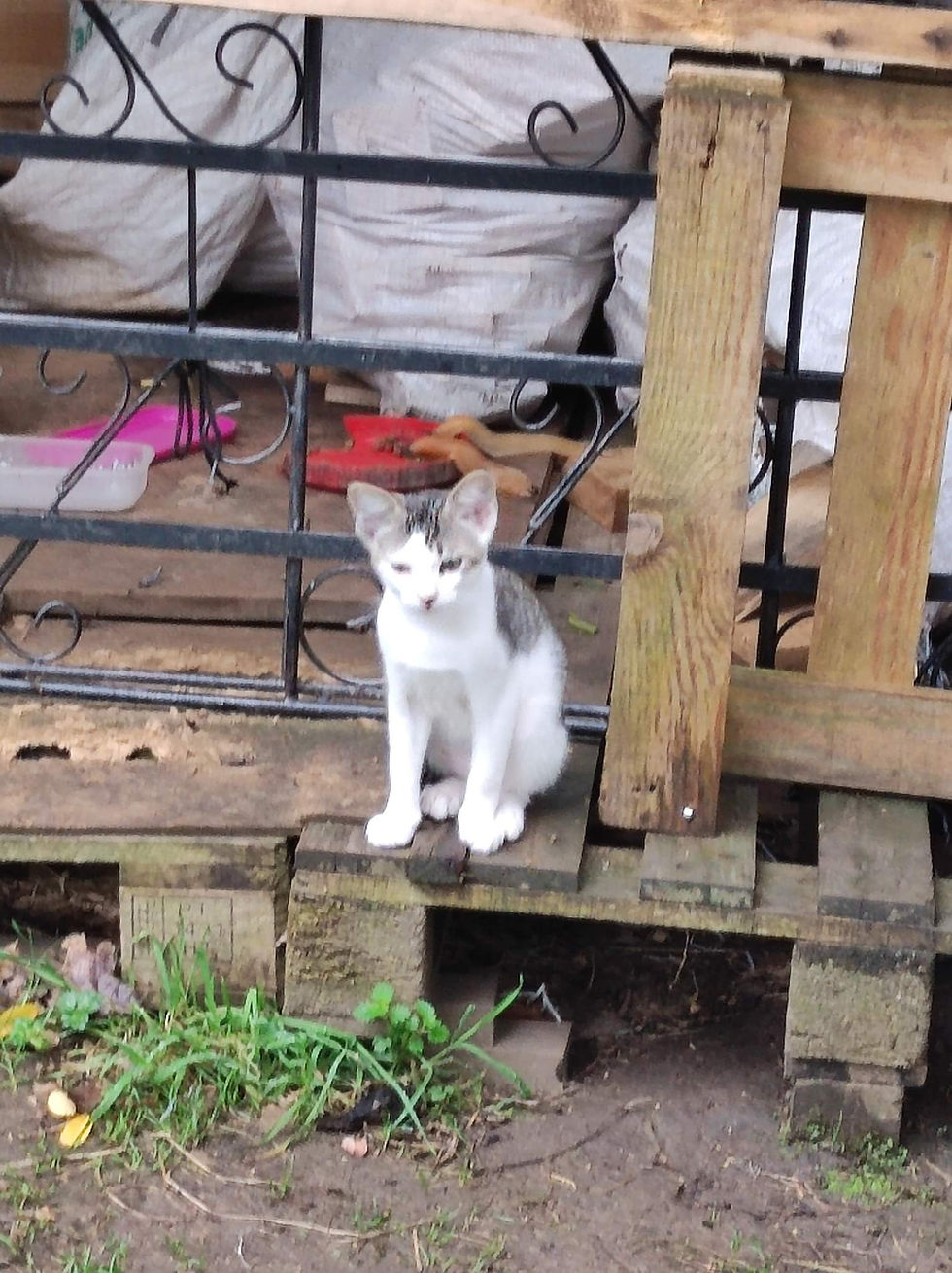 Dos cachorros en adopción