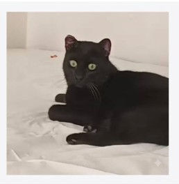 Panther