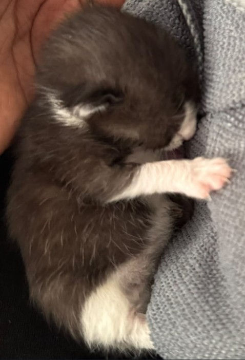 Camada de gatos