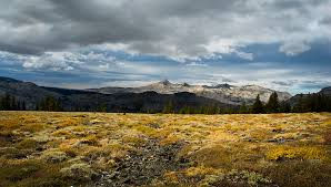 Desolate Wilderness?
