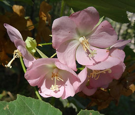 Dombeya_burgessiae_-_Ribaue_(9546661679).jpg