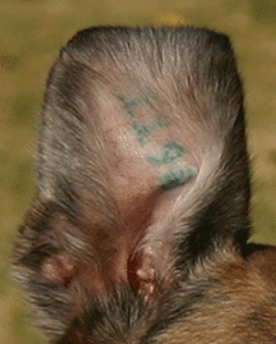Photo of a litter registration tattoo on right ear