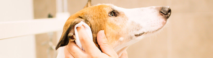 Photo of a tan and white greyhound's face