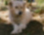 COPITO.JPG