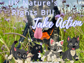 Nature's Rights Bill UK