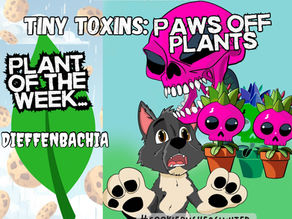 🌿 Tiny Toxins: Paws Off Plants 🐾 Dieffenbachia