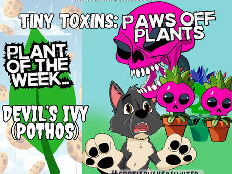 Tiny Toxins - Pothos