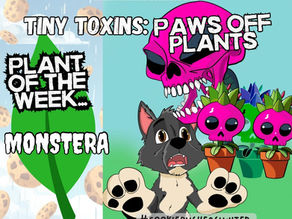🌿 Tiny Toxins: Paws Off Plants 🐾(A little series combining my love of plants and pets 🌿🐶)