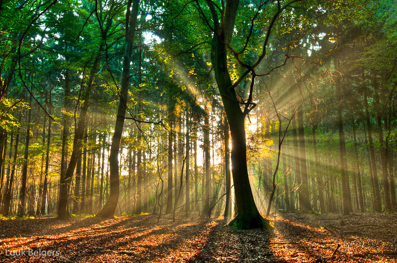 lumière-arbre-forêt-6.jpg