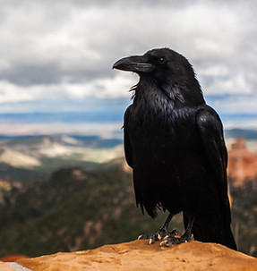 black crow on brown rock under cloudy sk