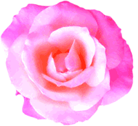 Rosa-gaucha-recortada-roxa