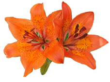 flor laranja