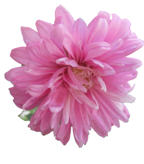 dalia.recortada