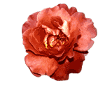 flor vermelha