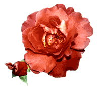 Rosa-vermelha.gif