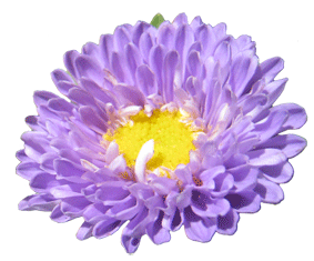 dalia.roxa