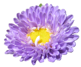 dalia.roxa.gif