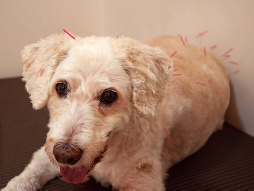Acupuncture: How It Can Help Your Pet
