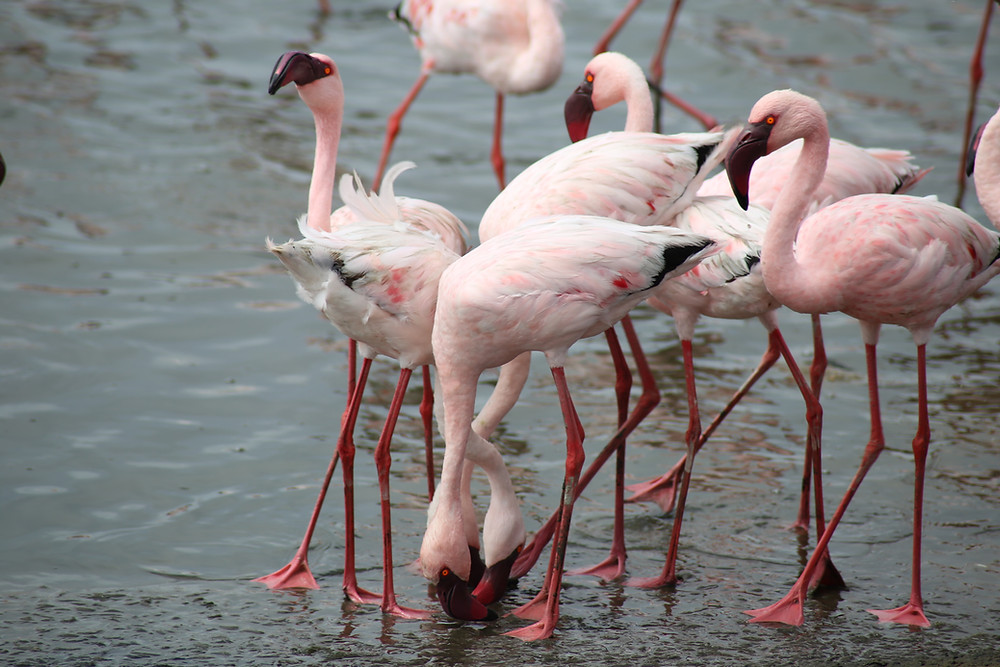 flamingos-namibia.jpg