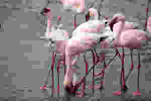 flamingos-namibia.jpg