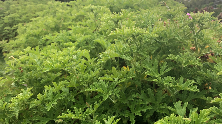 ROSE GERANIUM