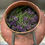 Thumbnail: Lavender balm