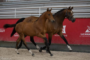 MUSE BEL ESPRIT à vendre