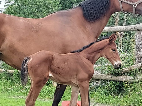 ET YOU DU CHATELLIER à vendre