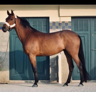 DAKTARI D'AUTREVAL à vendre