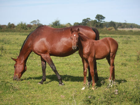 PEGASE DU LANDEY à vendre